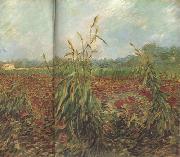 Green Ears of Wheat (nn04) Vincent Van Gogh
